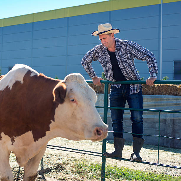 istock Farmer is working on a farm with cows. 500218805