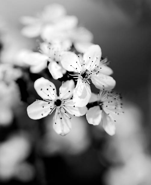 istock Vintage photo of tree flower 500219243