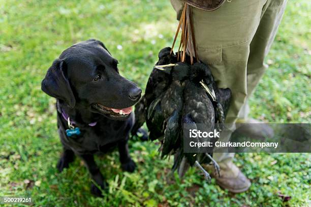 Cane Da Caccia - Fotografie stock e altre immagini di Guardiacaccia - Guardiacaccia, Adulto, Ambientazione esterna