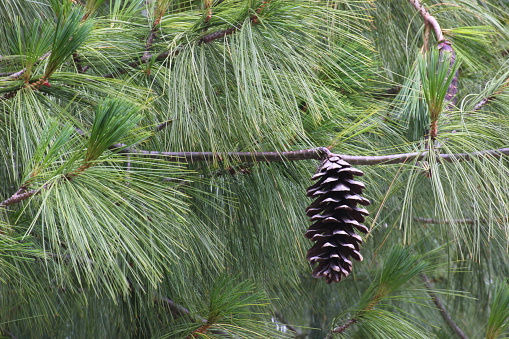 Cone of a blue pine (Pinus wallichiana).