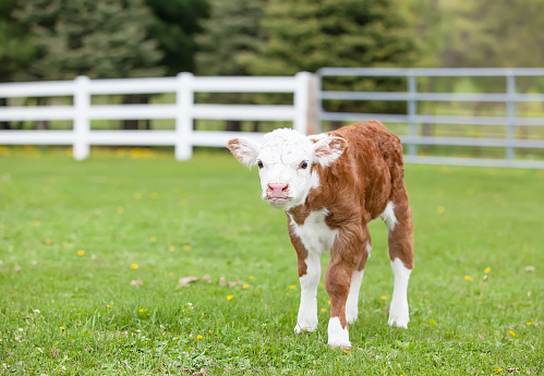 Newborn Hereford calf standing in the pasture.
