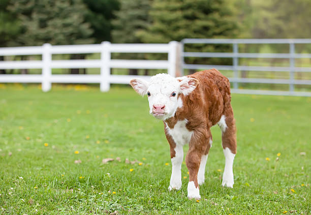 Newborn Hereford Calf stock photo