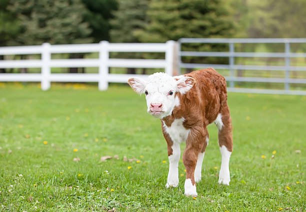 Hereford Calf Hereford Calf