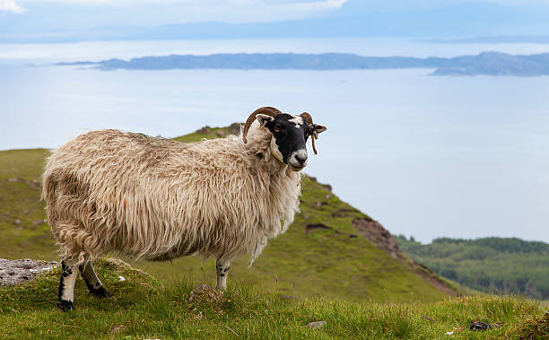 istock Mountain sheep on Isle of skye 500220359