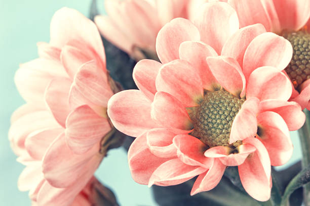 淡いピンクの花の美しいビンテージスタイル - scented non urban scene spring dirt ストックフォトと画像