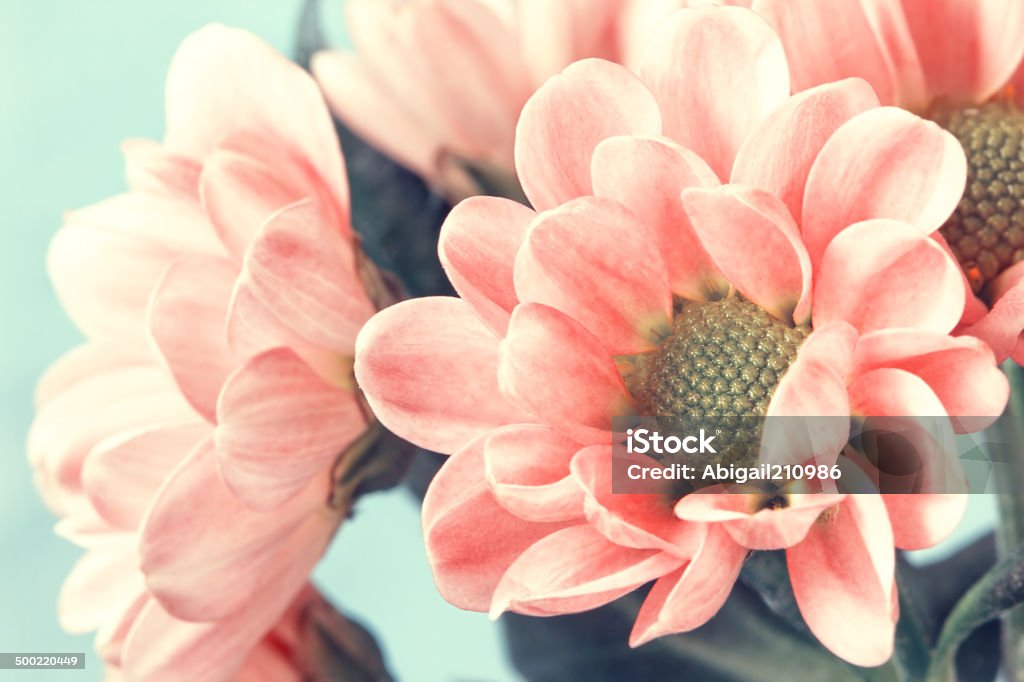 lovely pale pink flowers in vintage style lovely pale pink flowers in vintage style  Beauty Stock Photo