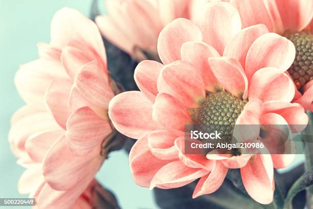 Lovely Pale Pink Flowers In Vintage Style Stock Photo - Download Image Now - Beauty, Beauty In Nature, Blue