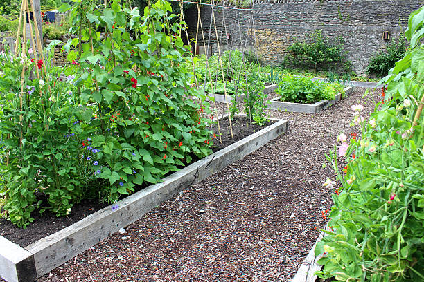 istock Vegetable garden allotment image with raised beds, runner bean flowers 500220597