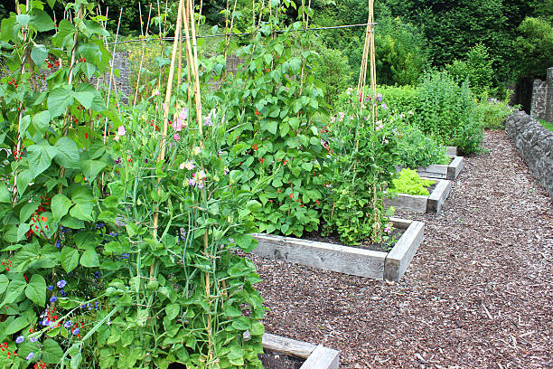 istock Vegetable garden allotment image with raised beds, runner bean flowers 500220603
