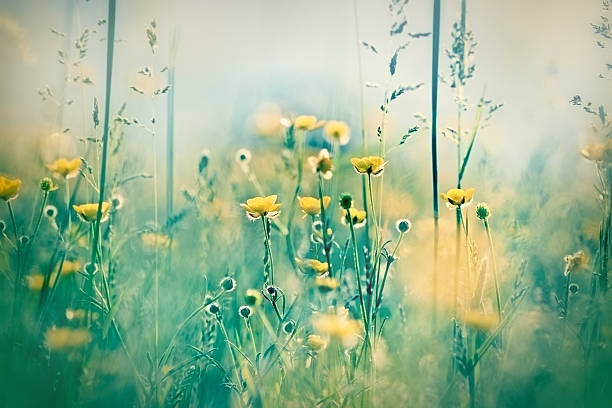 istock Yellow flowers in meadow 500220725