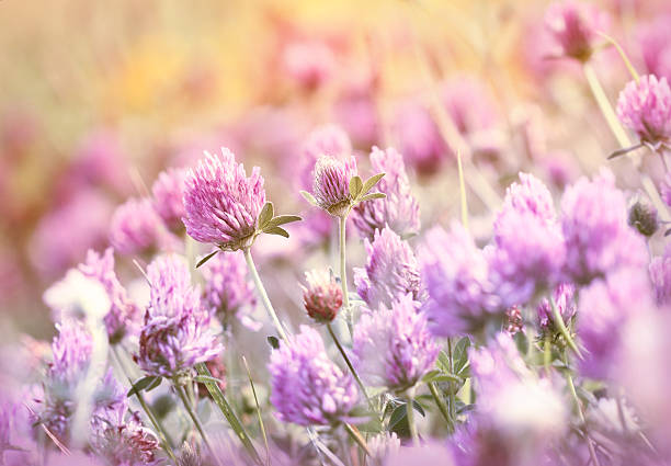 istock Flowering red clover in meadow 500220773