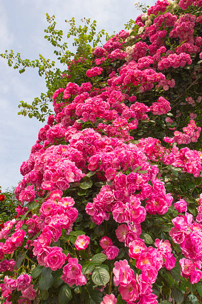 istock Roses in the garden 500220885