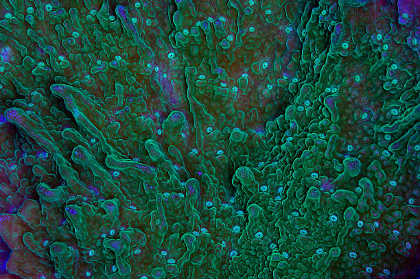 グリーン montipora ストックフォト