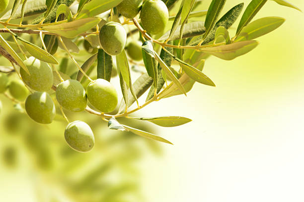 istock Olives on olive tree in autumn. 500221199