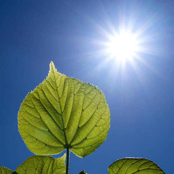 feuilles et le soleil - photosynthèse photos et images de collection