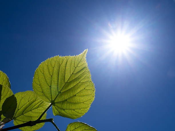 istock branch with leaves and sun 500221527