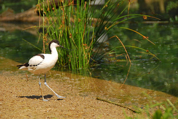 Pied Avocet near a Water`s Edge One pied avocet walking near the water`s edge. molinia caerulea stock pictures, royalty-free photos & images