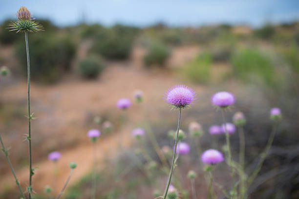 Purple Magenta Thistle Flowers - Invasive species of plant blooming along wetlands riparian zone.
