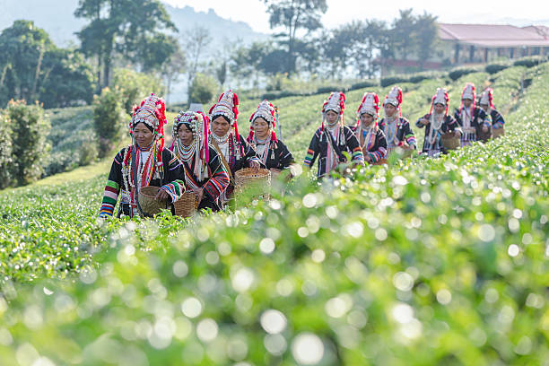 Akha Women from Thailand walking in tea plantation Akha Women from Thailand walking in tea plantation at Chui Fong , Chiang Rai, Thailand. akha tribe stock pictures, royalty-free photos & images