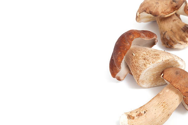 istock Group of fungi on a white background 500224228