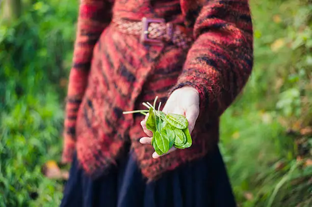 A young woman is showing a handful of sorrel she has found foraging