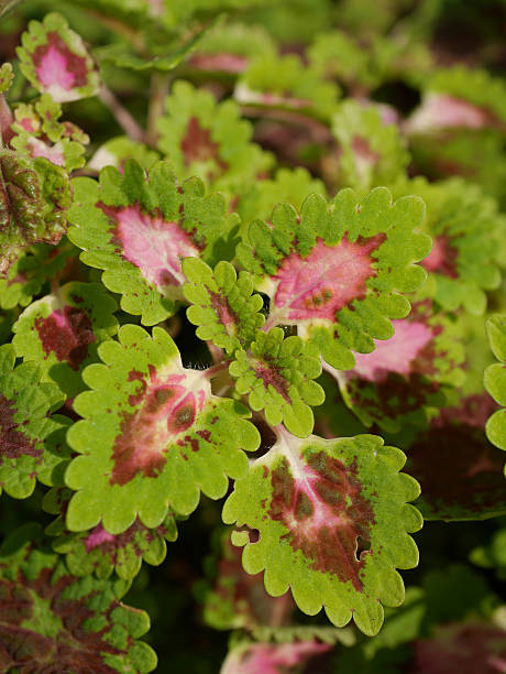 istock plectranthus scutellarioides 500225358