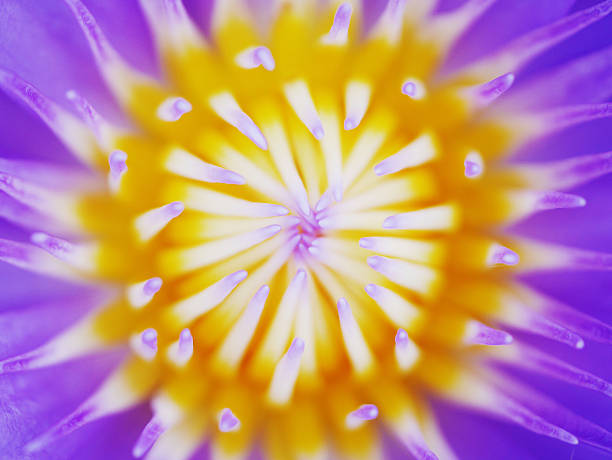 istock beauty violet lotus in marsh 500225770