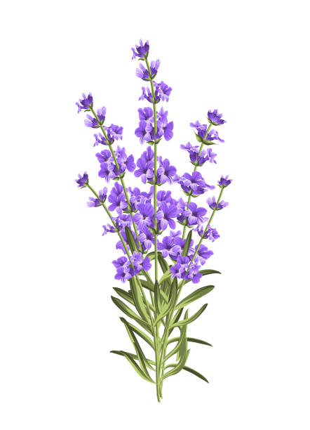 illustrazioni stock, clip art, cartoni animati e icone di tendenza di mazzo di fiori di lavanda su sfondo bianco - lavender lavender coloured bouquet flower