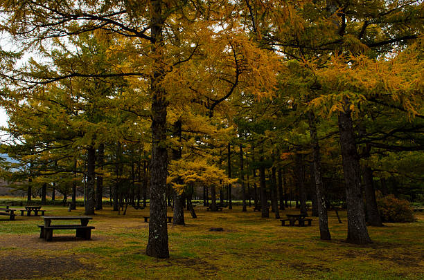 istock Pine forests in Nikko in Autumn 500226350