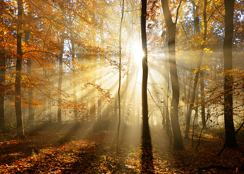 Deciduous Forest of Beech Trees with Leafs Changing Colour Illuminated by Sunbeams through Fog