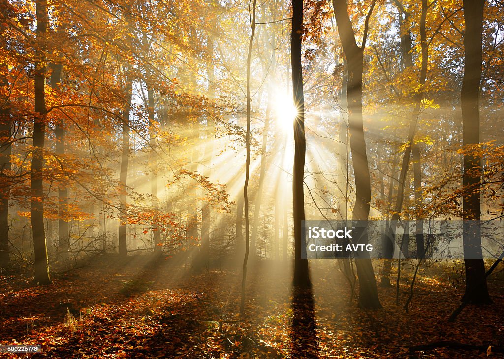 Autumn Forest  Illuminated by Sunbeams through Fog, Leafs Changing Colour Deciduous Forest of Beech Trees with Leafs Changing Colour Illuminated by Sunbeams through Fog Tree Stock Photo