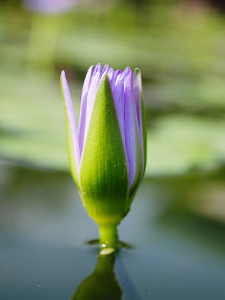 istock beauty violet lotus in marsh 500226966