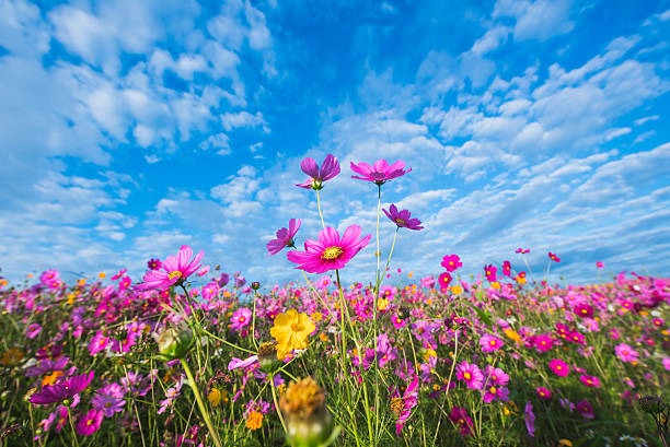 istock The Cosmos Flower of grassland 500227664