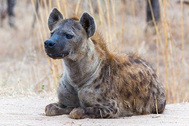 istock Spotted Hyena on the lookout 500228458