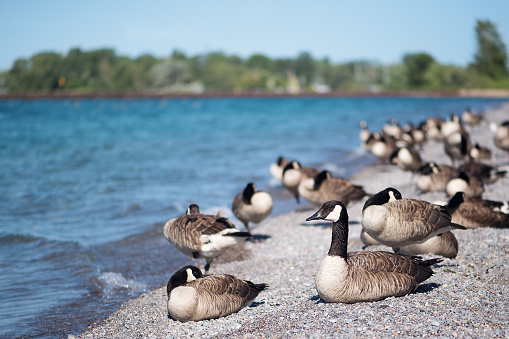 A gaggle of geese relaxing on the beach.