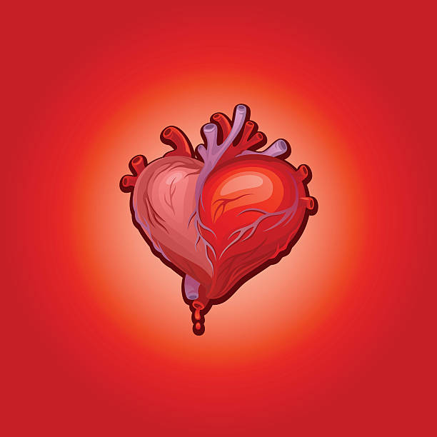 serca, - heart shape human vein love human artery stock illustrations
