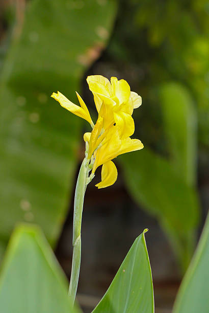 istock Yellow Canna flowers in thailand 500230682
