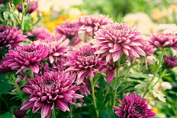 istock Soft yellow Chrysanthemum flowers nature and leaf 500231224