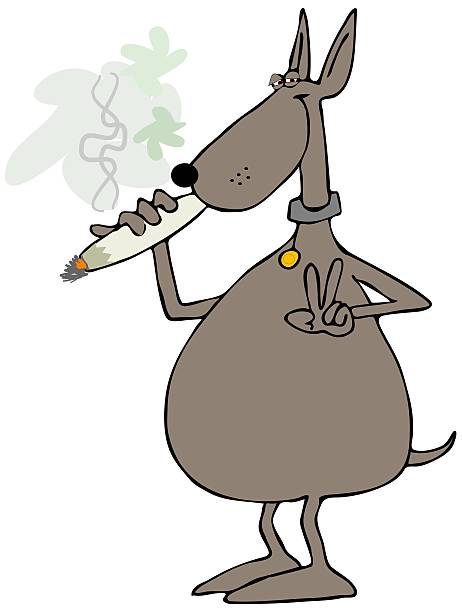 Dog smoking a joint Illustration depicting a dog lighting a large marijuana joint. dog marijuana stock illustrations