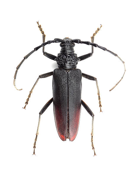istock Great capricorn beetle (Cerambyx cerdo) isolated on white 500231784