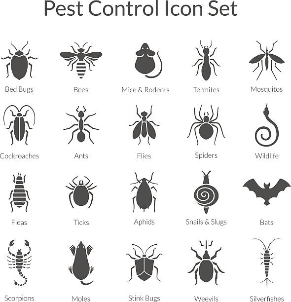 Vector set of icons with insects for pest control business Vector black and white icons of different insects like scorpions, stink bugs, bed bugs, weevils and termites for pest control companies. Included some animals like bats, moles, mice and snakes. termite stock illustrations