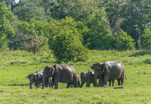 Elephants - Sri lanka