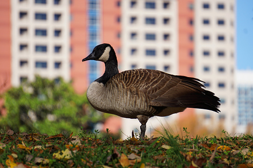 This regal goose standing in front of a tall hotel was taken in downtown Charlotte, NC. This was taken on a fall day in Marshall Park in Uptown Charlotte.