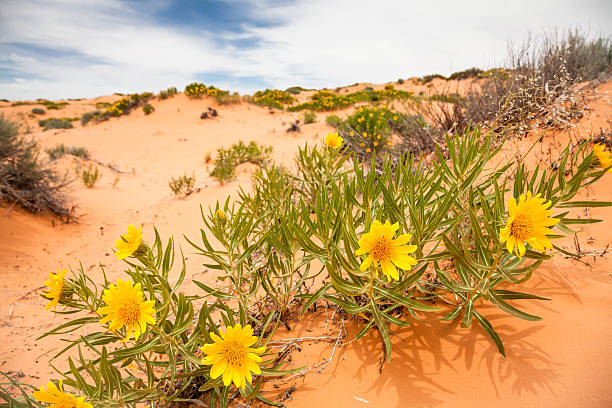 istock Yellow Flowers in Sand Dunes 500234969