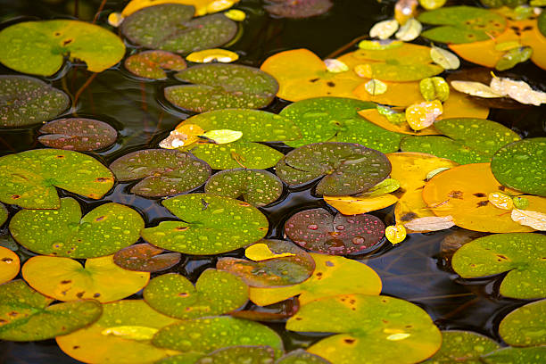 istock Golden and Green Floating Water Lily Leaves 500235005