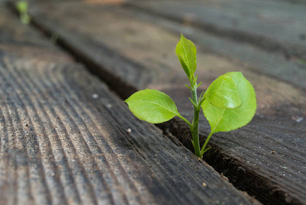 istock sprout_wooden_boards_green 500235353