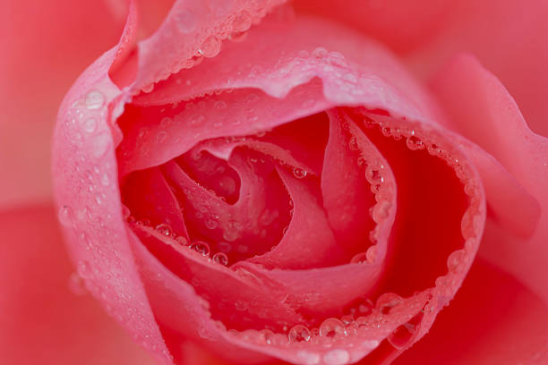istock Roses in the garden 500235479