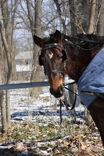 Amish horse tethered to hitching-post in winter