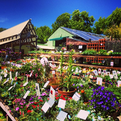 A garden nursery on a bright sunny day.  Taken with an iPhone and processed in Instagram.