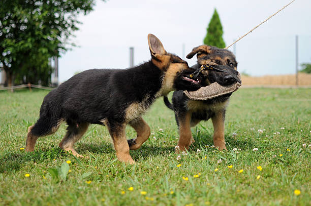 ドイツ羊飼い子犬が勢力 o-war - tug o war ストックフォトと画像